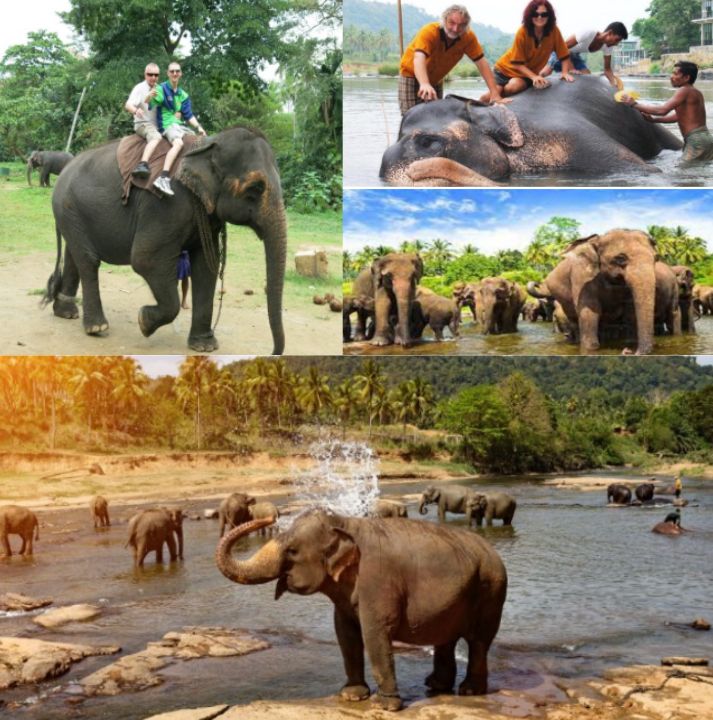 minneriya-brit-lanka-tours